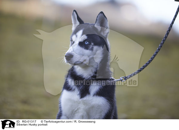 Siberian Husky Portrait / Siberian Husky portrait / RG-01317