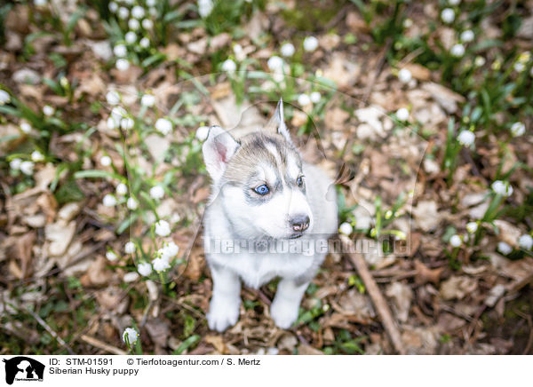 Siberian Husky Welpe / Siberian Husky puppy / STM-01591