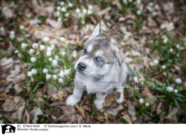 Siberian Husky Welpe / Siberian Husky puppy / STM-01609