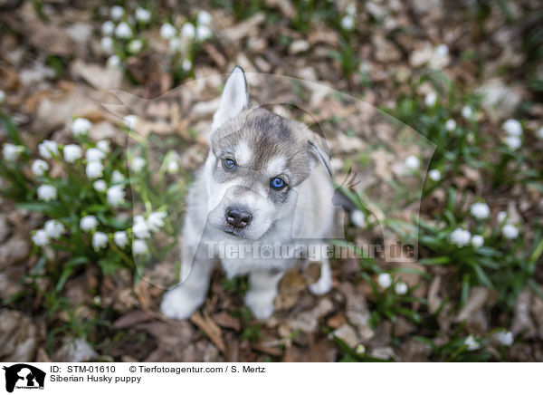 Siberian Husky Welpe / Siberian Husky puppy / STM-01610