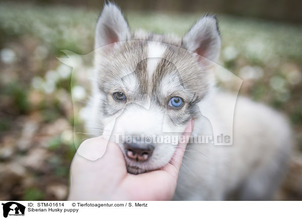 Siberian Husky puppy / STM-01614