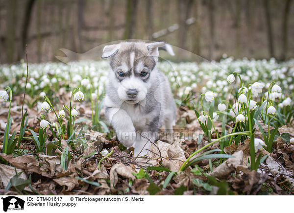 Siberian Husky Welpe / Siberian Husky puppy / STM-01617