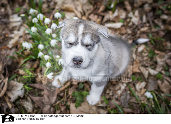 Siberian Husky Welpe / Siberian Husky puppy / STM-01620