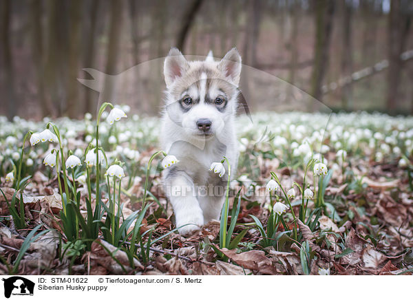 Siberian Husky Welpe / Siberian Husky puppy / STM-01622