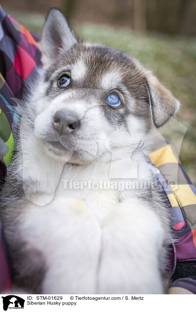 Siberian Husky Welpe / Siberian Husky puppy / STM-01629