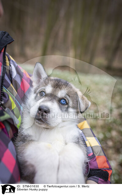 Siberian Husky puppy / STM-01630