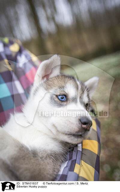 Siberian Husky Welpe / Siberian Husky puppy / STM-01637