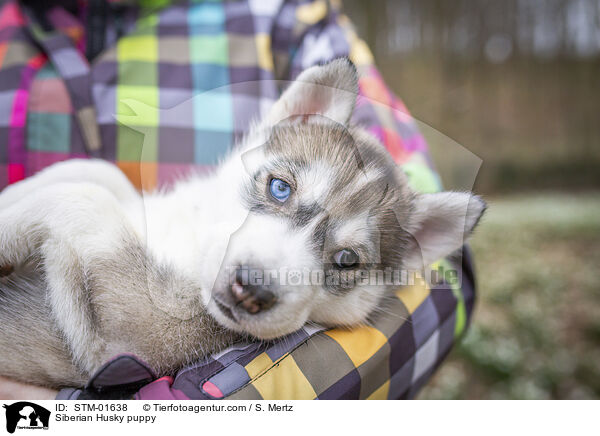 Siberian Husky Welpe / Siberian Husky puppy / STM-01638