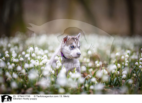 Siberian Husky Welpe / Siberian Husky puppy / STM-01706