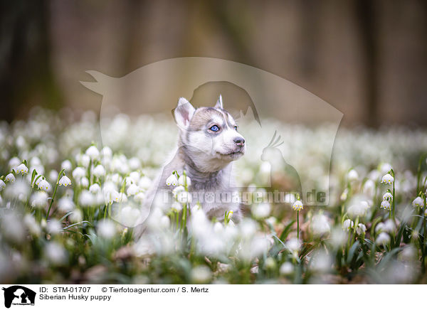 Siberian Husky Welpe / Siberian Husky puppy / STM-01707