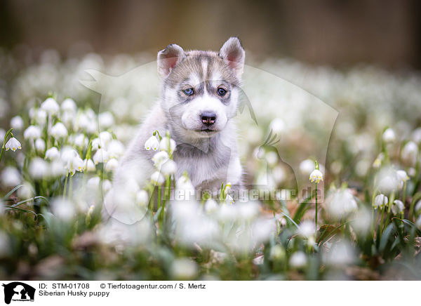 Siberian Husky Welpe / Siberian Husky puppy / STM-01708