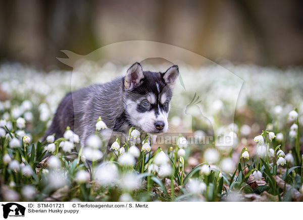 Siberian Husky Welpe / Siberian Husky puppy / STM-01721