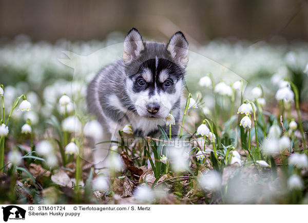 Siberian Husky Welpe / Siberian Husky puppy / STM-01724