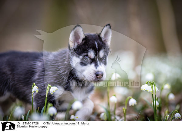 Siberian Husky Welpe / Siberian Husky puppy / STM-01728