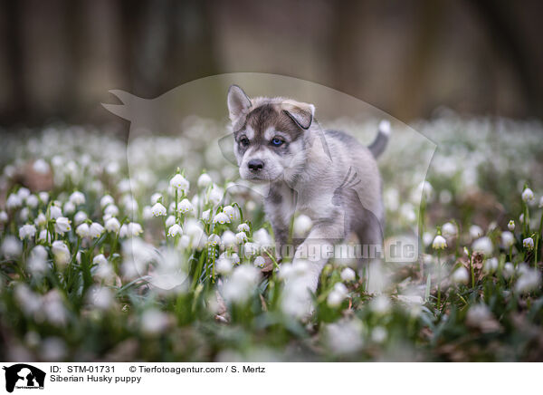 Siberian Husky Welpe / Siberian Husky puppy / STM-01731