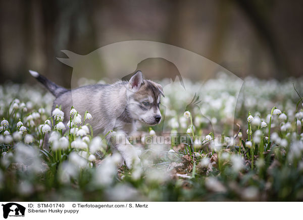 Siberian Husky Welpe / Siberian Husky puppy / STM-01740