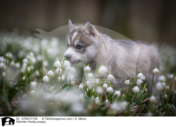 Siberian Husky Welpe / Siberian Husky puppy / STM-01746