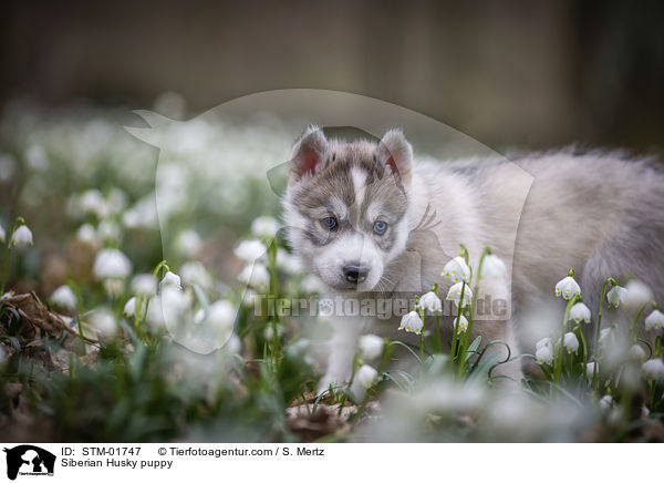 Siberian Husky Welpe / Siberian Husky puppy / STM-01747