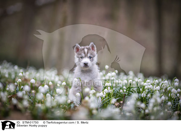 Siberian Husky Welpe / Siberian Husky puppy / STM-01750