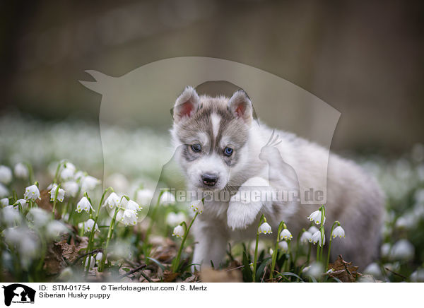 Siberian Husky Welpe / Siberian Husky puppy / STM-01754
