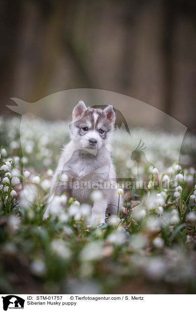 Siberian Husky Welpe / Siberian Husky puppy / STM-01757