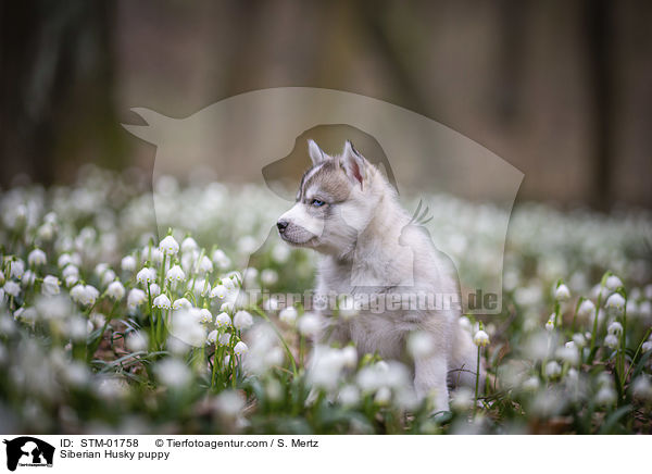 Siberian Husky Welpe / Siberian Husky puppy / STM-01758