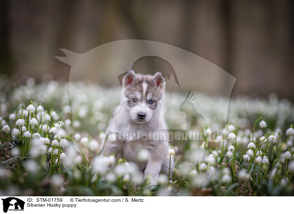 Siberian Husky Welpe / Siberian Husky puppy / STM-01759