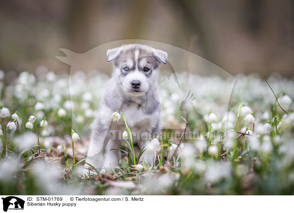 Siberian Husky Welpe / Siberian Husky puppy / STM-01769