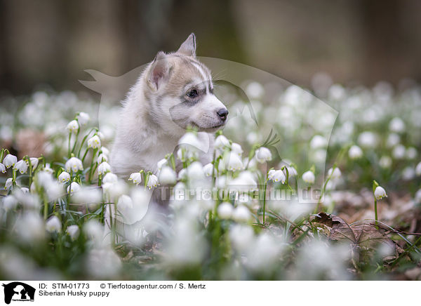 Siberian Husky Welpe / Siberian Husky puppy / STM-01773