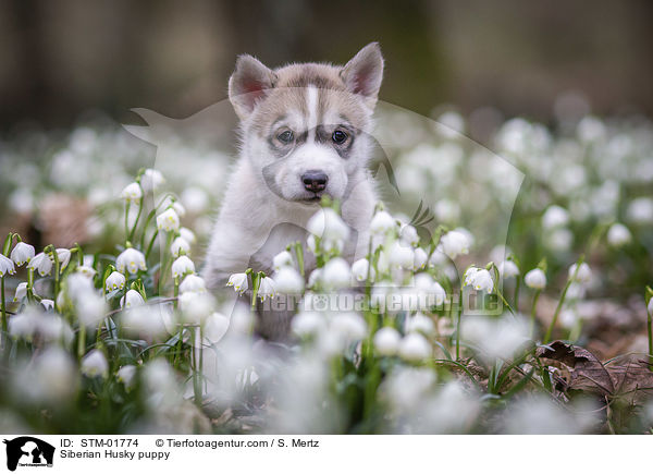 Siberian Husky Welpe / Siberian Husky puppy / STM-01774