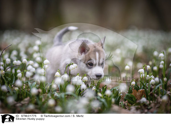 Siberian Husky Welpe / Siberian Husky puppy / STM-01775