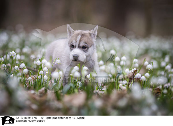 Siberian Husky Welpe / Siberian Husky puppy / STM-01776