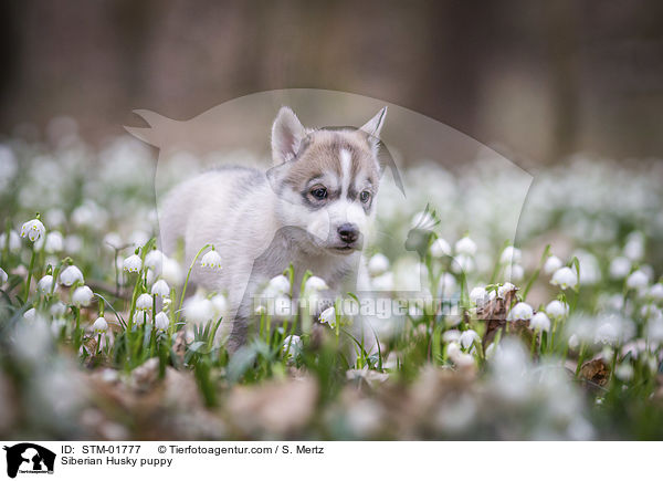 Siberian Husky Welpe / Siberian Husky puppy / STM-01777