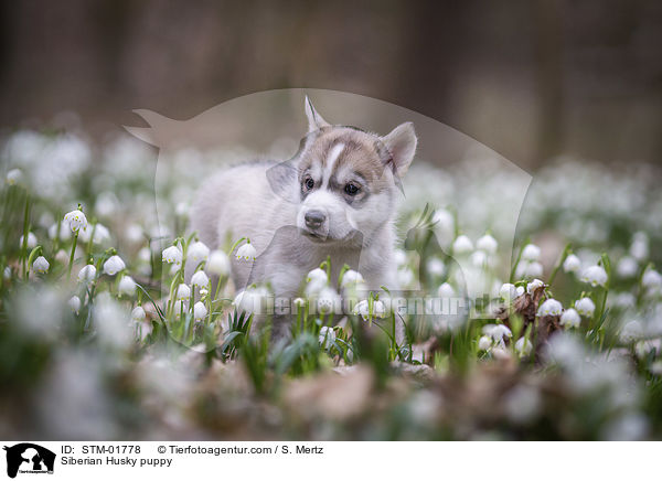 Siberian Husky Welpe / Siberian Husky puppy / STM-01778