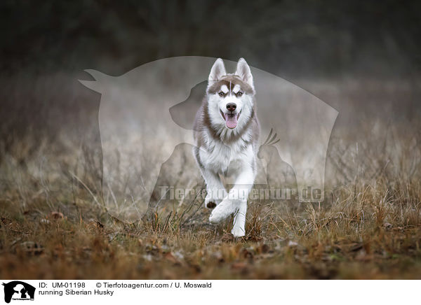 rennender Siberian Husky / running Siberian Husky / UM-01198