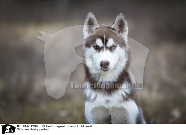 Siberian Husky Portrait / Siberian Husky portrait / UM-01206