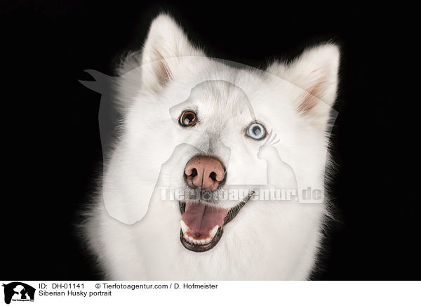 Siberian Husky Portrait / Siberian Husky portrait / DH-01141