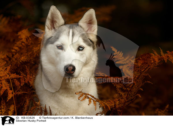 Siberian Husky Portrait / Siberian Husky Portrait / KB-03826