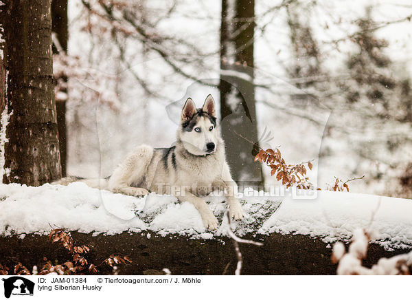 liegender Siberian Husky / lying Siberian Husky / JAM-01384