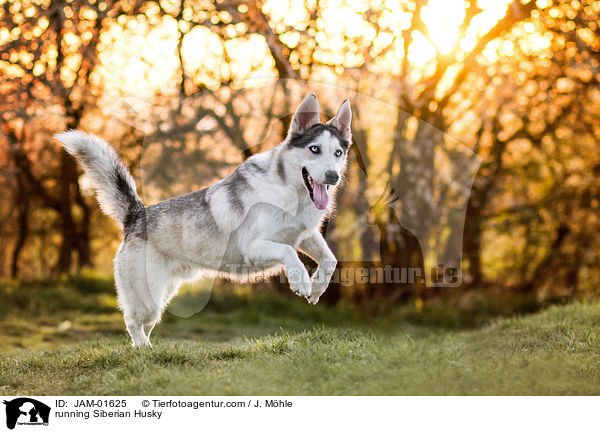 rennender Siberian Husky / running Siberian Husky / JAM-01625