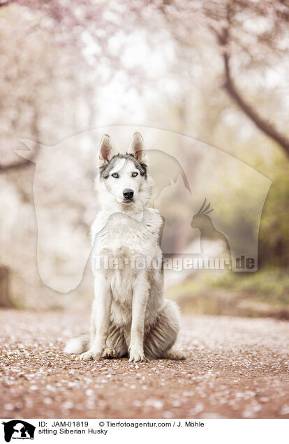 sitzender Siberian Husky / sitting Siberian Husky / JAM-01819