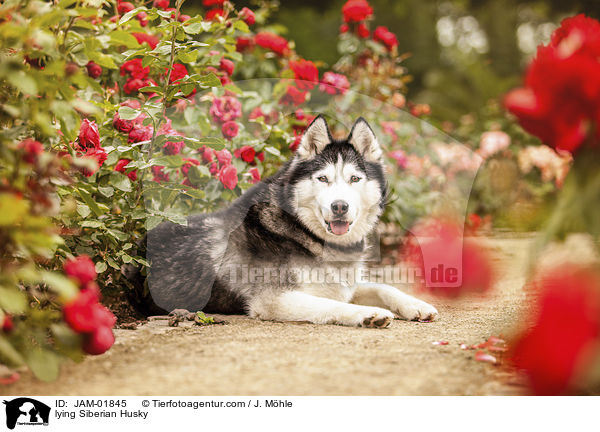 liegender Siberian Husky / lying Siberian Husky / JAM-01845