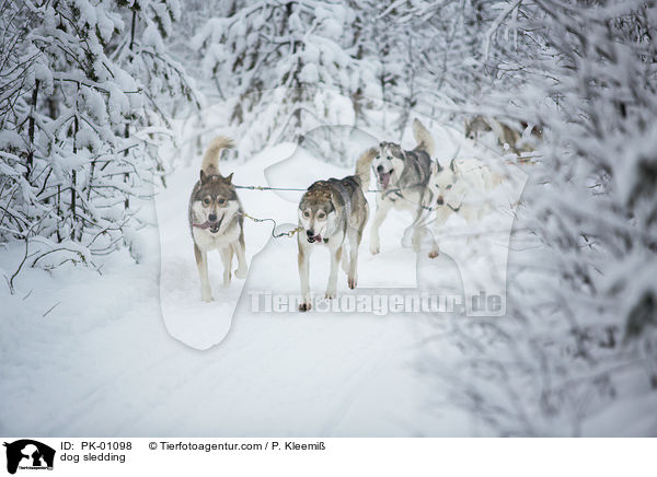 Schlittenhunderennen / dog sledding / PK-01098