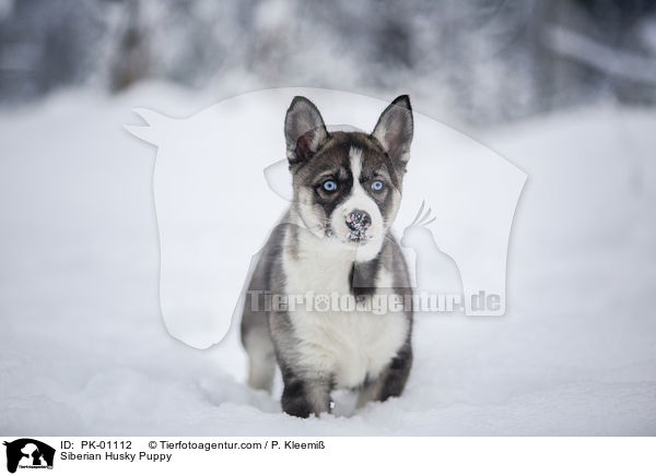 Siberian Husky Welpe / Siberian Husky Puppy / PK-01112