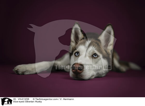 blue-eyed Siberian Husky / VH-01456