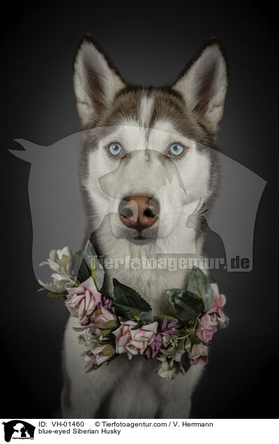 blue-eyed Siberian Husky / VH-01460