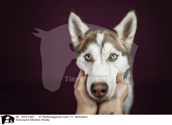 blauugiger Siberian Husky / blue-eyed Siberian Husky / VH-01461