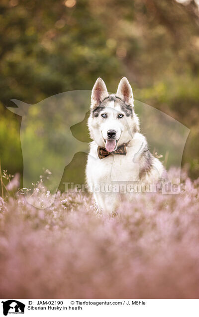 Siberian Husky in heath / JAM-02190