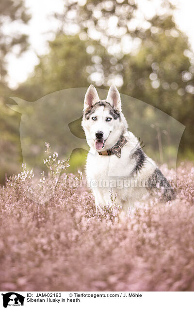 Siberian Husky in heath / JAM-02193