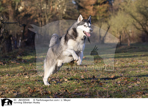 rennender Siberian Husky / running Siberian Husky / JM-06506